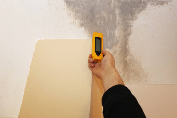 Best Biohazard Mold Removal  in St Louis, MI