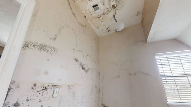 Mold Odor Removal Services in St Louis, MI