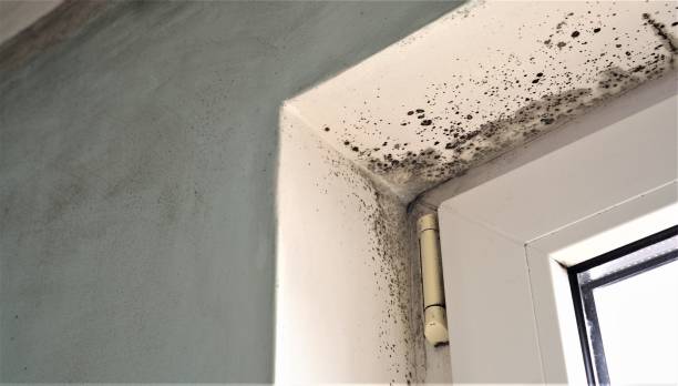 Best Comprehensive Air Testing for Mold Contaminants  in St Louis, MI