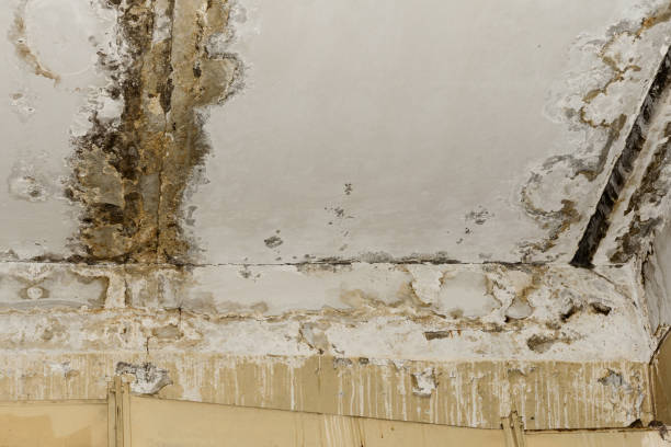 Best Mold Prevention Services  in St Louis, MI