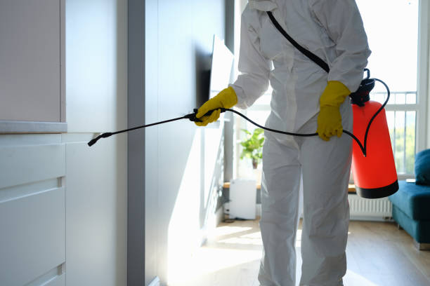 Best Black Mold Removal  in St Louis, MI