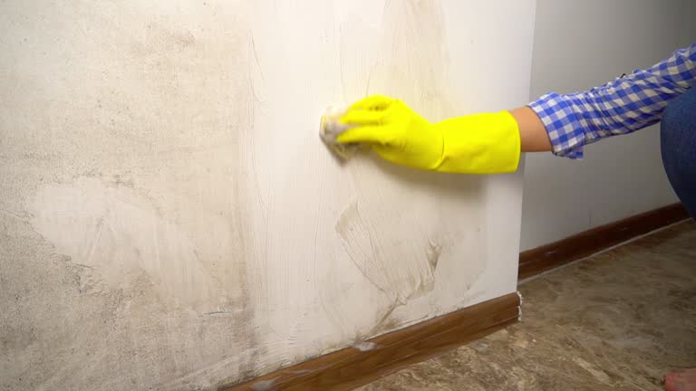 Best Real Estate Mold Inspection  in St Louis, MI