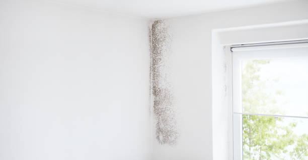 Best Airborne Mold Testing  in St Louis, MI