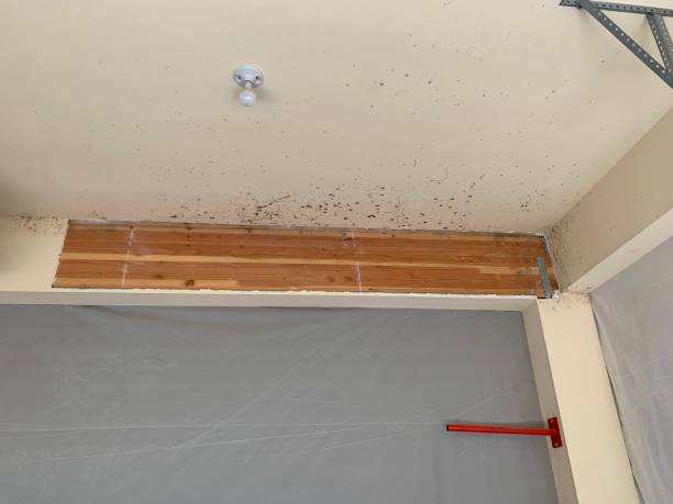 Best Mold Prevention Services  in St Louis, MI