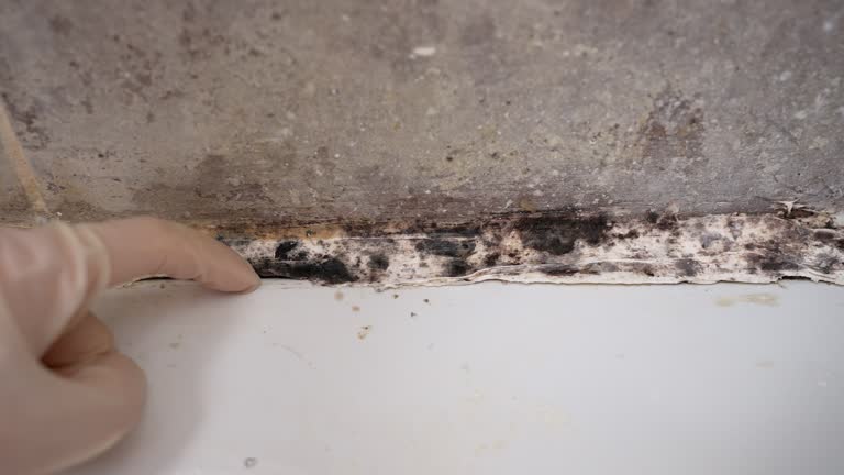 Best Indoor Air Quality Assessment  in St Louis, MI